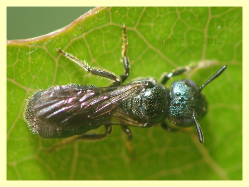 Ceratina sp. - Tor Caldara - 22.4.2012.JPG