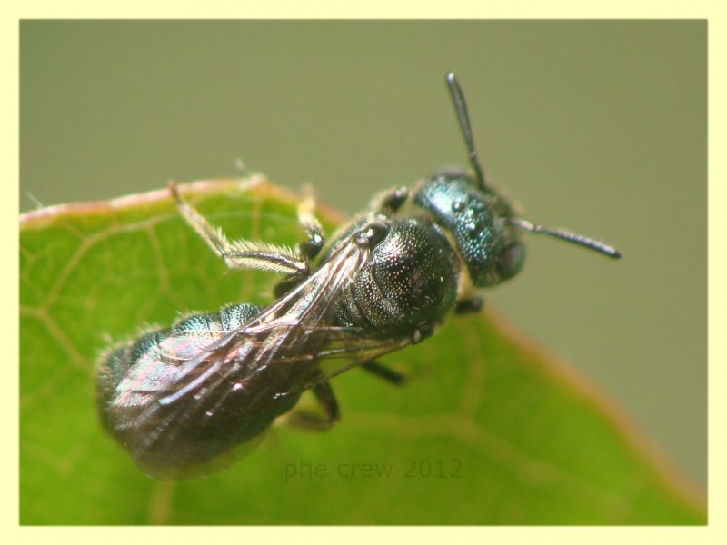 Ceratina sp. - Tor Caldara - 22.4.2012 (1).JPG