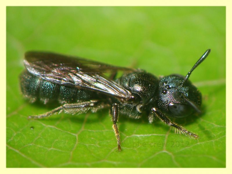 Ceratina sp. - Tor Caldara - 22.4.2012 (2).JPG