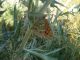 DSC00241 (640x480).jpg