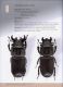 Illustrated catalogue of the Lucanidae from Africa and Madagascar  052.jpg