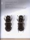 Illustrated catalogue of the Lucanidae from Africa and Madagascar  059.jpg