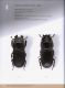 Illustrated catalogue of the Lucanidae from Africa and Madagascar  064.jpg