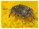 Bruchidius sp. - Anzio - 4.5.2012 (1).JPG