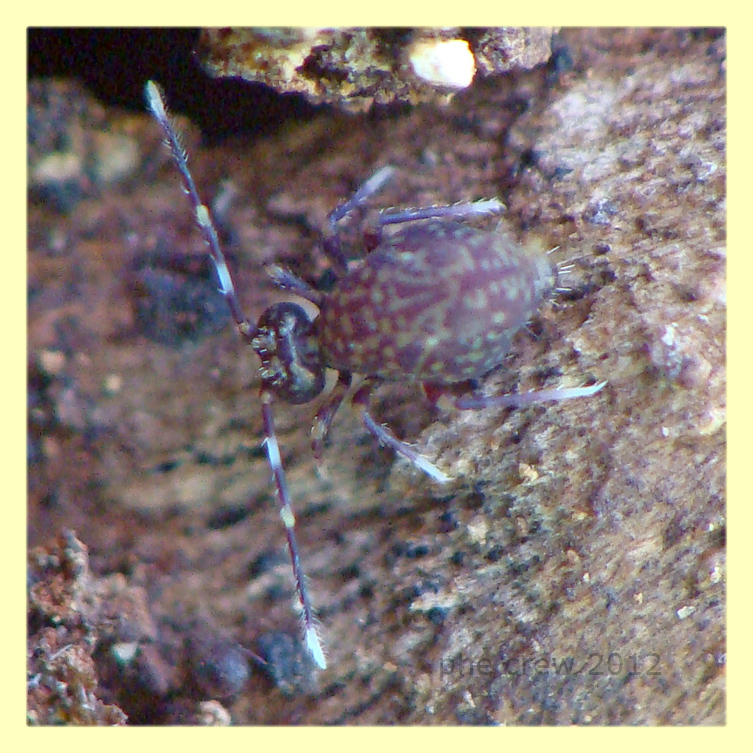 Collembolo - Anzio - 4.5.2012 su tronco marcescente vicino a funghi (2).JPG