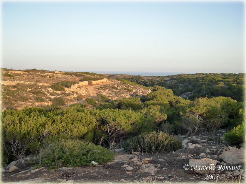 100-Lampedusa,-dintorni-Albero-Sole.jpg