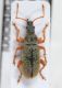 Phyllobius glaucus1.JPG