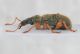 Phyllobius glaucus2.JPG