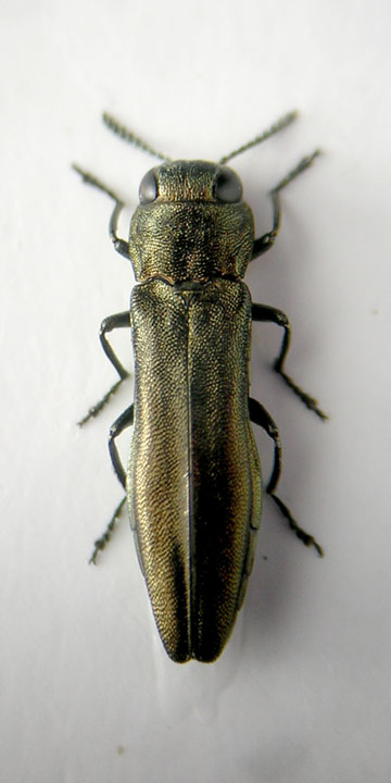 Agrilus1.jpg