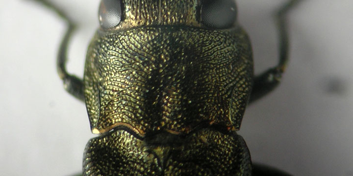 Agrilus1 carinula.jpg