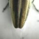 Agrilus1 apice.jpg