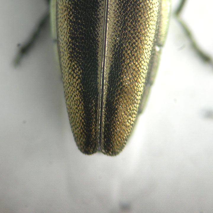 Agrilus1 apice.jpg