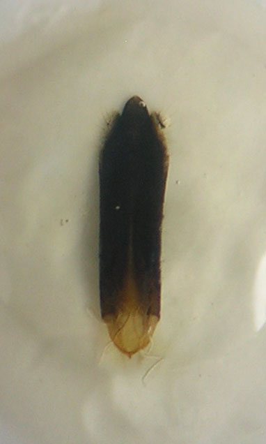 Agrilus1 edeago.jpg