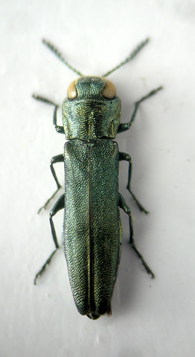 Agrilus2.jpg