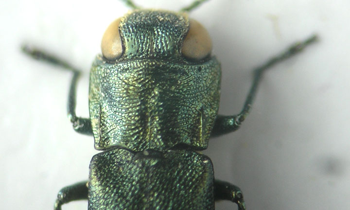 Agrilus2 carinula.jpg