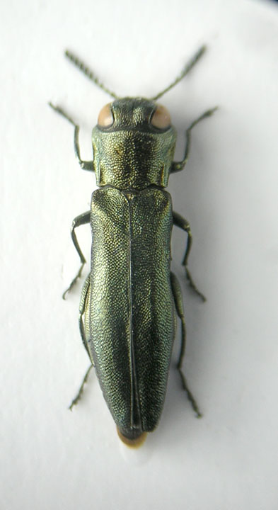 Agrilus3.jpg