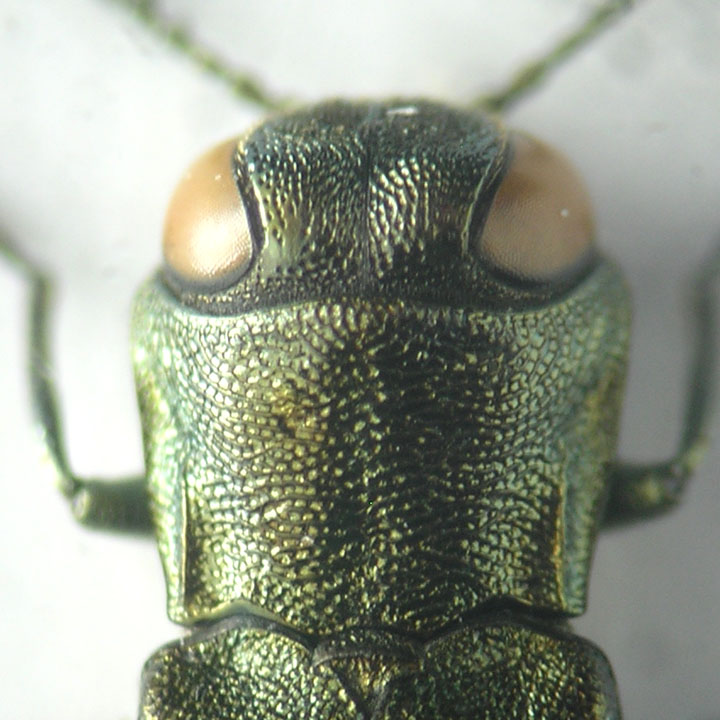 Agrilus3 carinule e testa.jpg