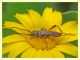 Stenopterus sp. - Anzio - 19.5.2011 (5).JPG