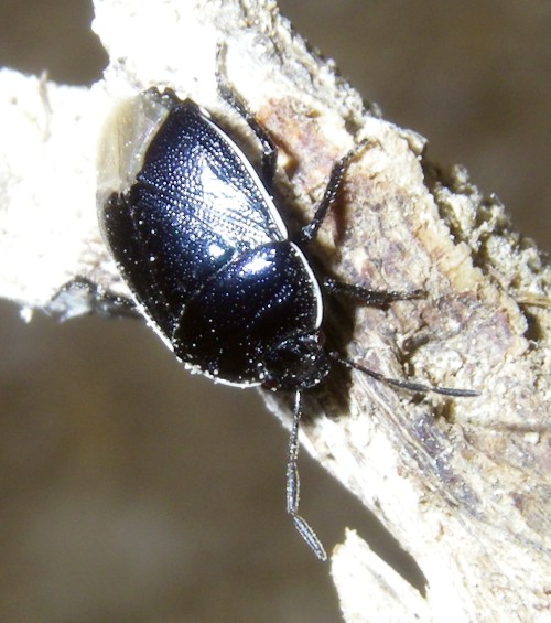 Canthophorus sp. 1.jpg