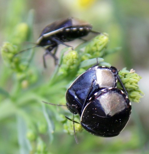 Canthophorus sp. 2.jpg