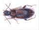 Anthicidae-sardo.jpg