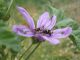 IMGP0851.jpg