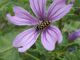 IMGP0853.jpg
