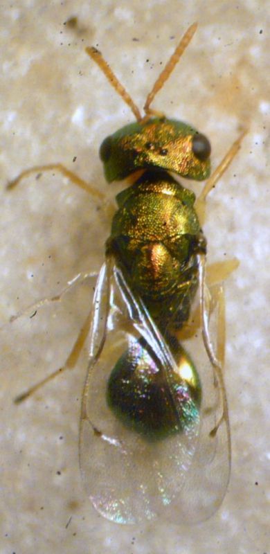 Pteromalidae.JPG