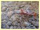 probabile Leptoglossum sp. - Anzio - 30.10.2011 (3).JPG