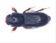 Psammobiinae---Sardegna.jpg