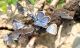 Plebejus.jpg