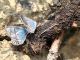 Plebejus2.jpg
