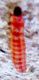Larva.jpg