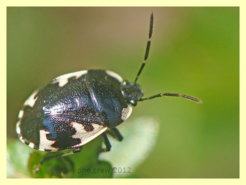 Cydnidae - Bracciano - 29.2.2012 (1).JPG