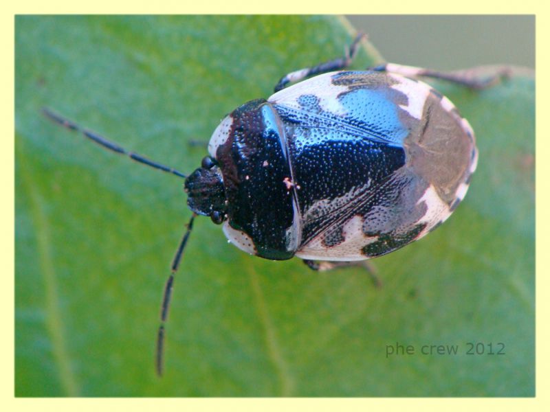 Cydnidae - Bracciano - 29.2.2012 (2).JPG