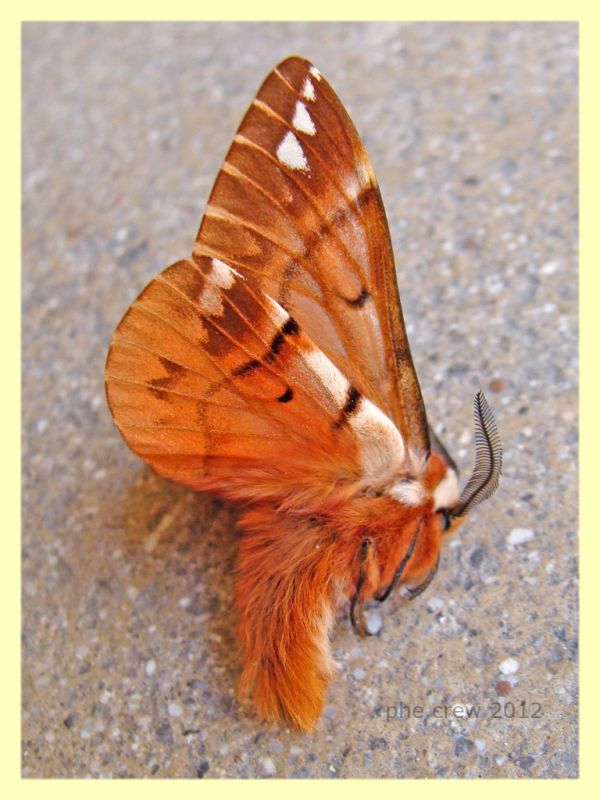 Endromis versicolora - male - Branik - Slovenia - 19.3.2012.JPG