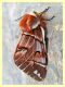 Endromis versicolora - male - Branik - Slovenia - 19.3.2012 (4).JPG