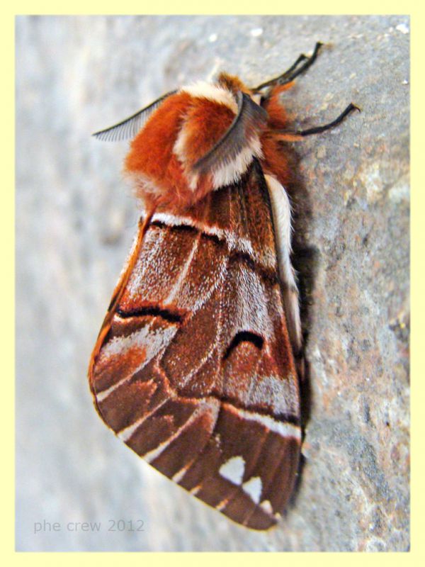 Endromis versicolora - male - Branik - Slovenia - 19.3.2012 (4).JPG