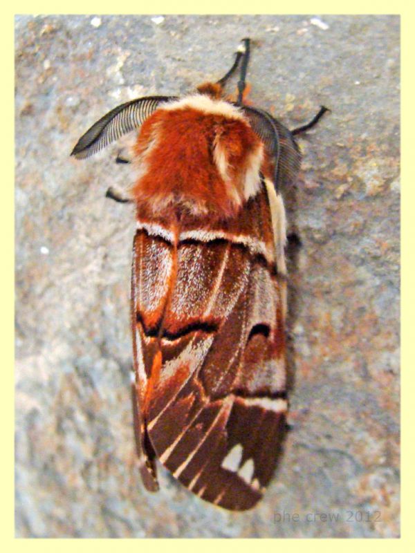 Endromis versicolora - male - Branik - Slovenia - 19.3.2012 (5).JPG