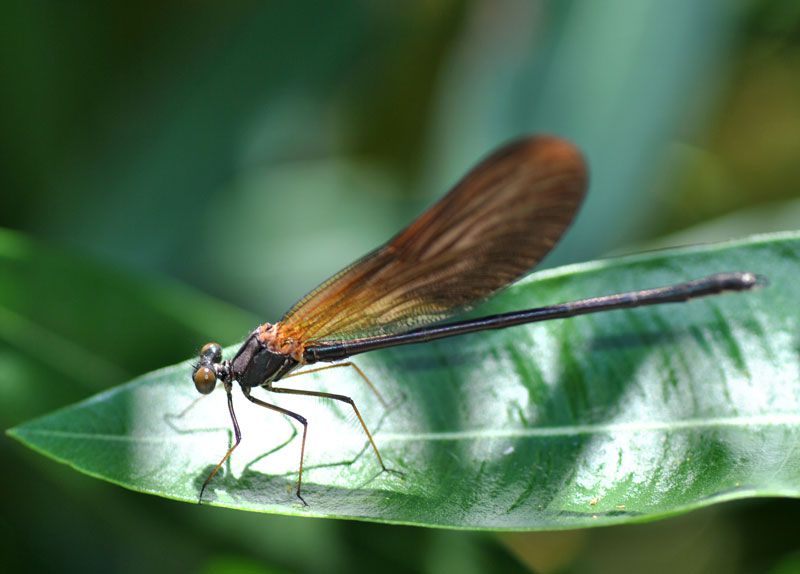 Calopteryx-haemorrhoidalis.jpg