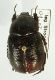P bispinosus 02.JPG