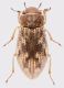 Helophorus_Maccarese_29-V-2012.jpg