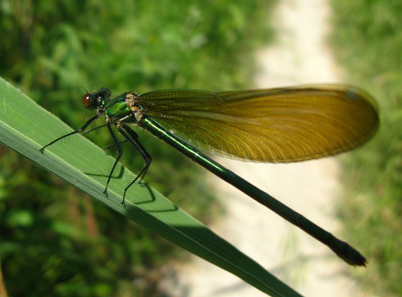 Calopteryx.jpg