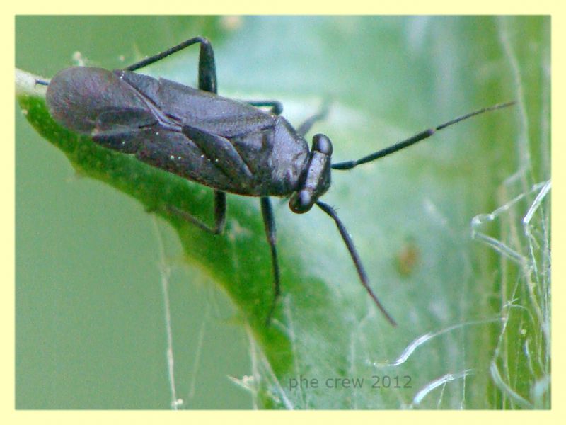 Miridae - Anzio - 4.5.2012.JPG