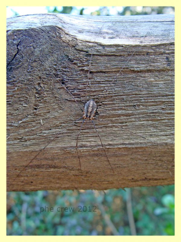 Phalangiidae - Tor Caldara - 11.3.2012.JPG