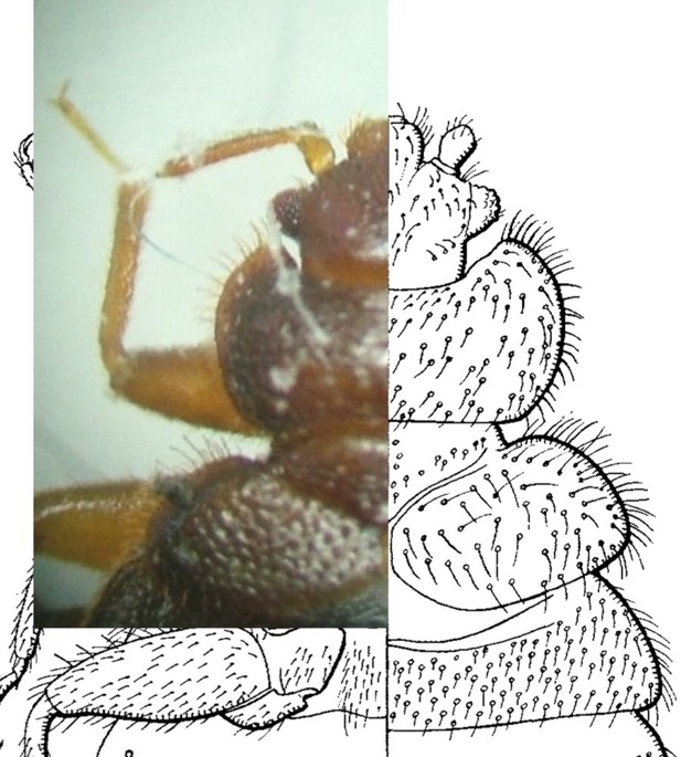 Cimex_burm.jpg