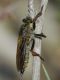 Alberoni 30.V.2012 046a.jpg