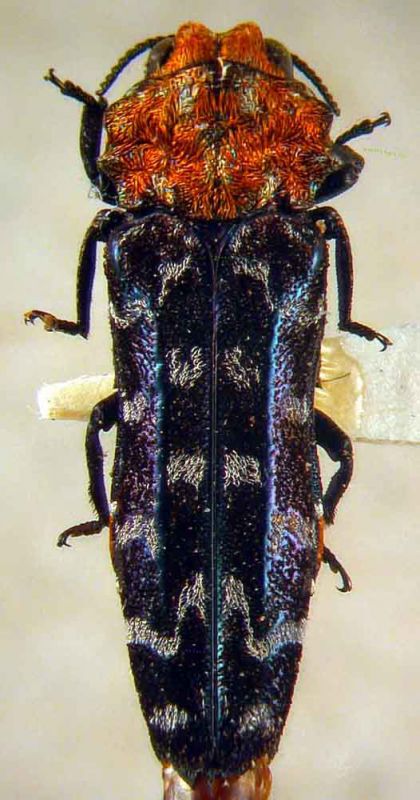 Anaphlocteis copia.JPG