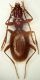 Orotrechus holdausi holdhausi.JPG