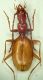 Orotrechus venetianus  Cansiglio.JPG